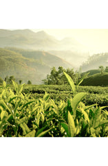 Estee Lauder Luxury Collection Tender Light Eau de Parfum Spray