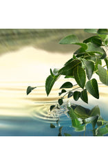 Estee Lauder Luxury Collection Tender Light Eau de Parfum Spray